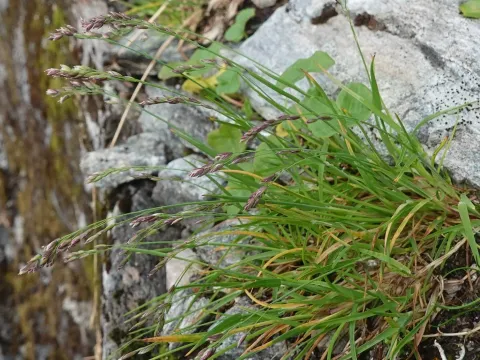 Wavy meadow grass