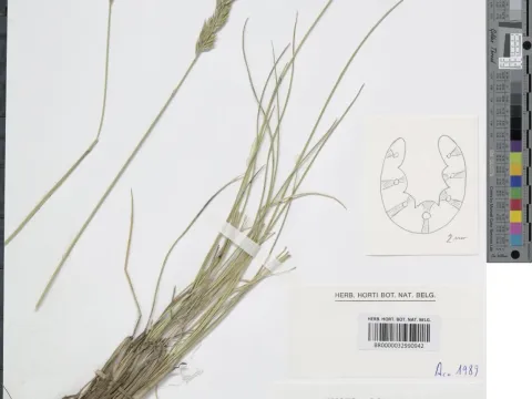 Festuca scariosa