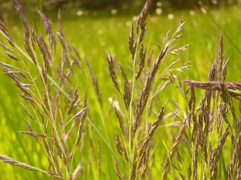 Brook fescue