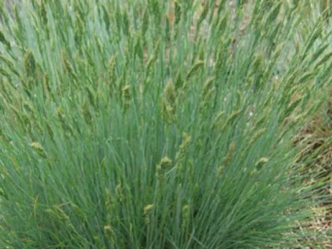 Sand Fescue
