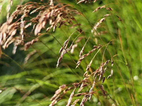 Festuca pulchella