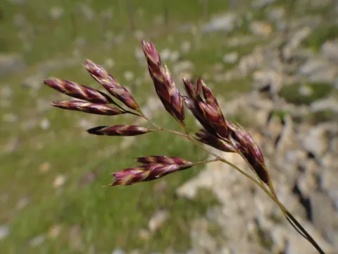 Four-flowered fescue