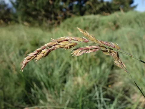 Patzkea paniculata