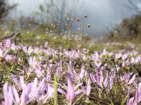 Autumn squill