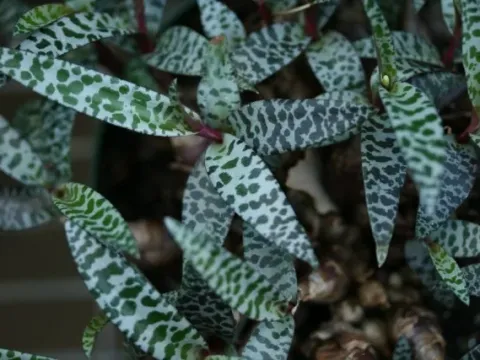 Ledebouria