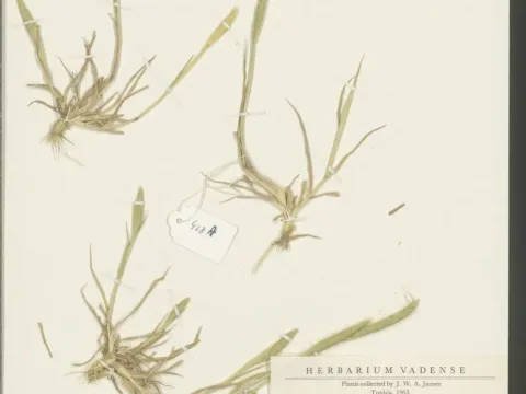 Rough nitgrass