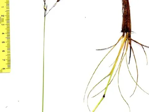Helictotrichon setaceum