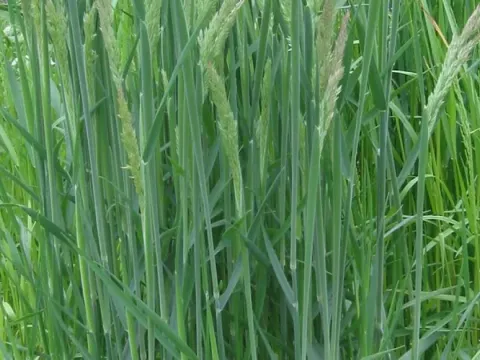 Hybrid soft grass