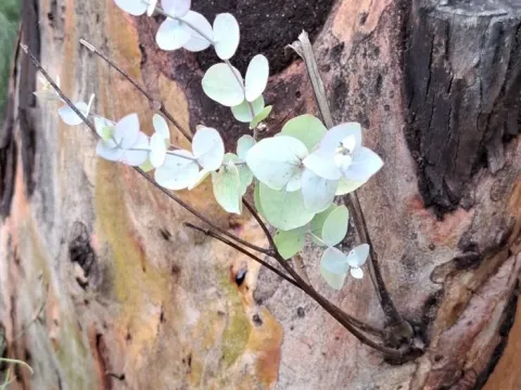 Candlebark