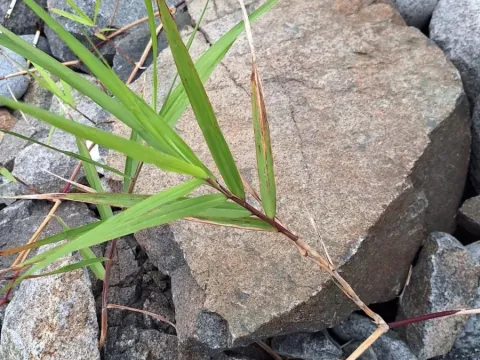 Japanese reed
