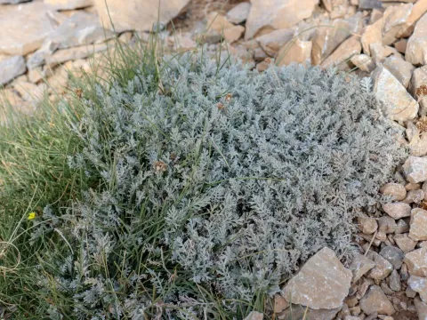 Achillea ambrosiaca