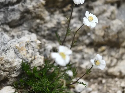 Achillea oxyloba