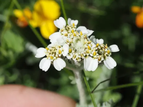 Achillea nana