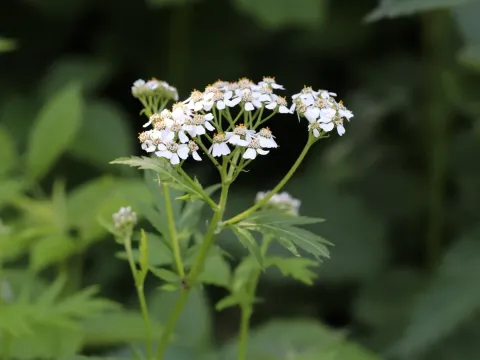 Large-leaved yarrow