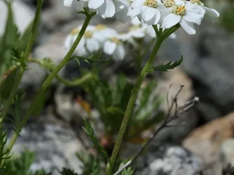 Achillea erba-rotta