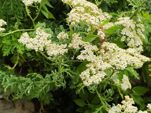Ligurian yarrow