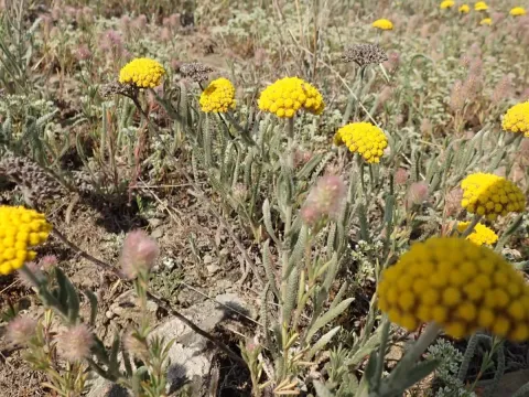 Achillea coarctata