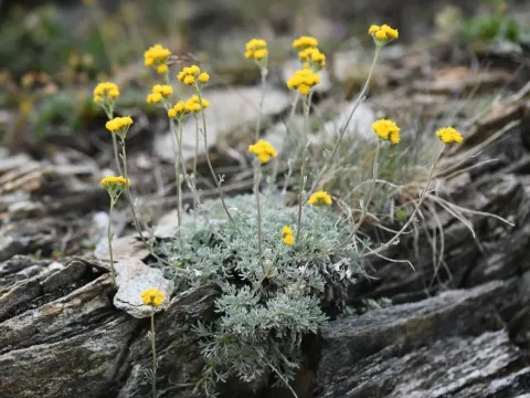 Glacier wormwood