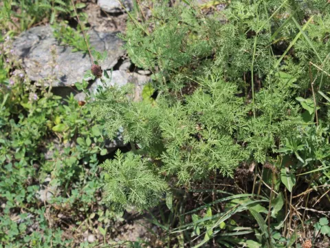 Chamomile-leaved wormwood