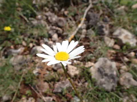 Grass-leaved daisy