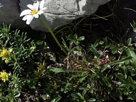 Leucanthemum coronopifolium