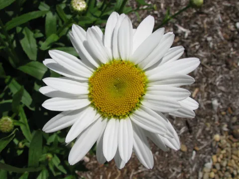 Leucanthemum meridionale