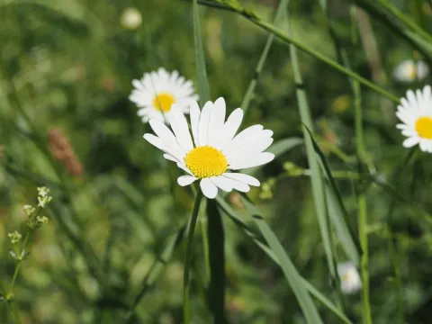 Irkutsk oxeye daisy