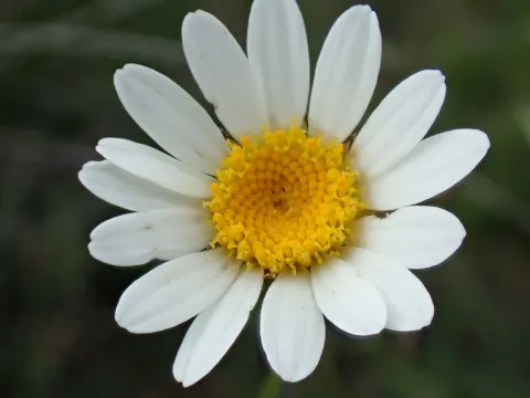 Нивяник бледный