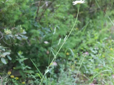 Leucanthemum subglaucum