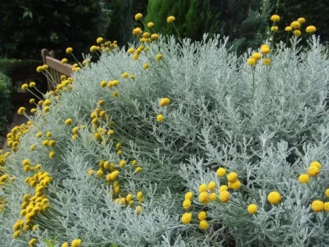 Lavender cotton (Santolina villosa)