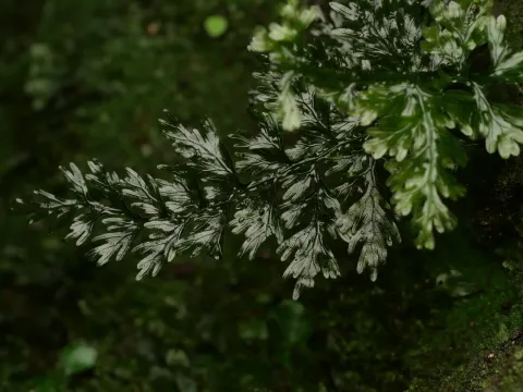 Vandenboschia