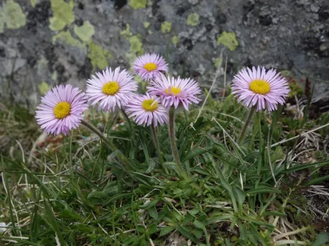 Erigeron aragonensis