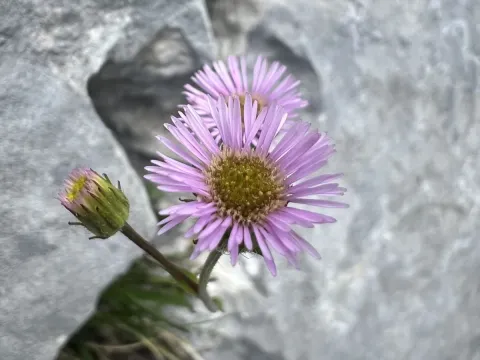 Erigeron glabratus