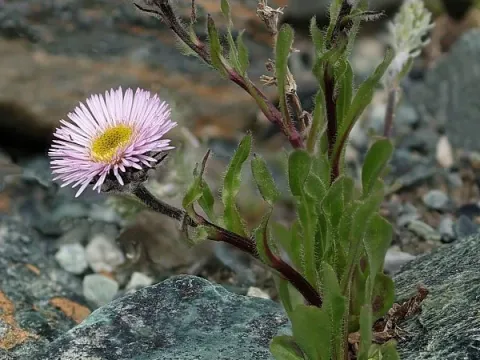 Erigeron neglectus