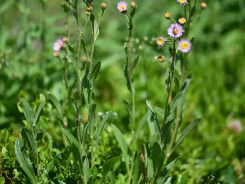 Erigeron atticus