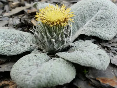 Berardia