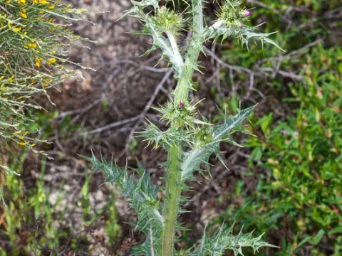 Carduus cephalanthus