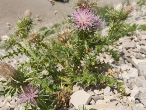 Golden thistle