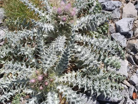 Carduus carlinoides
