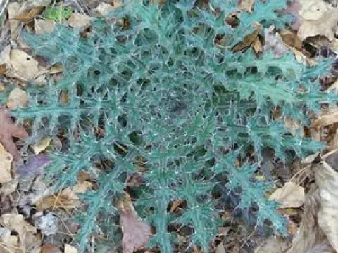 Carduus litigiosus