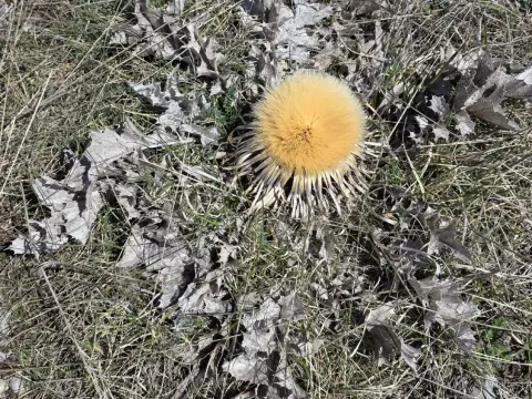 Колючник акантолистный