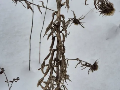 Bieberstein's Carline Thistle