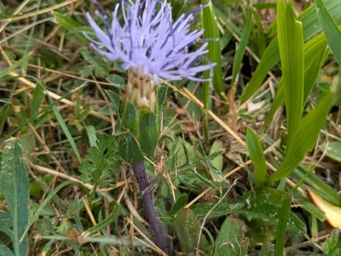 Soft safflower