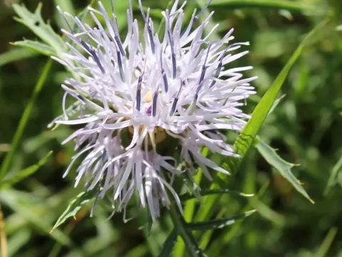 Carthamus carduncellus
