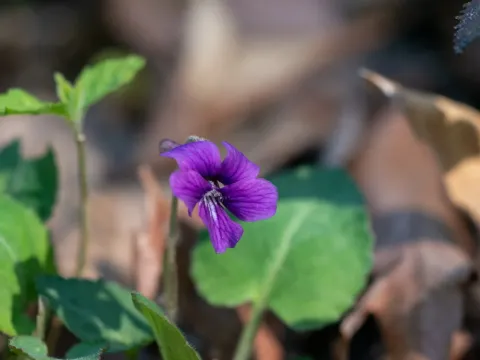 Viola phalacrocarpa