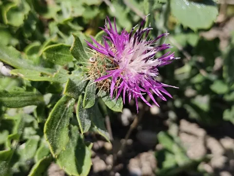 Round-headed knapweed