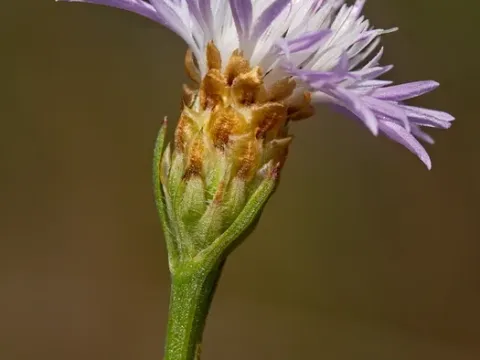 Centaurea dracunculifolia