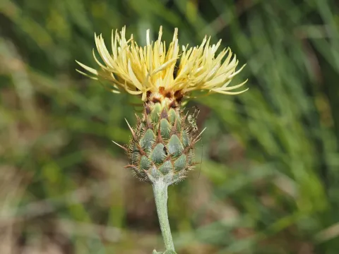 Hill cornflower