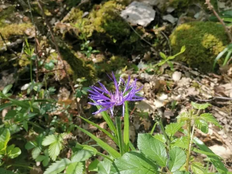 Lyon cornflower