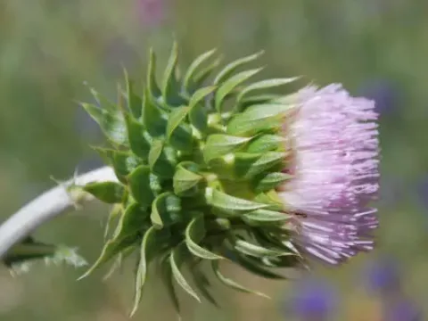 Cotton thistle